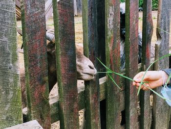 Human hand holding fence