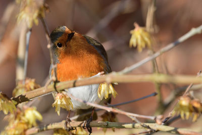 Portrait of a robin perching on a branch 