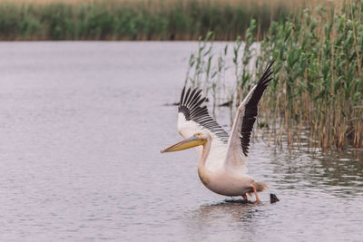 Bird flying over lake