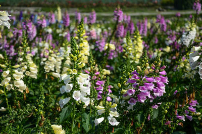 Close-up of purple flowering plants on field