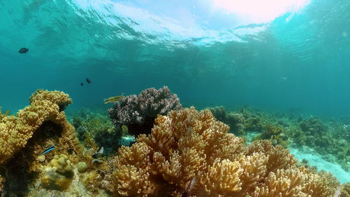 undersea