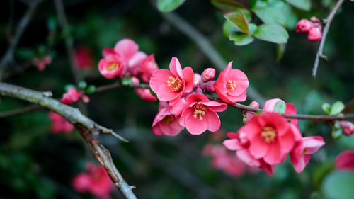 Close-up of pink flowers blooming outdoors