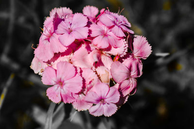 Close-up of pink cherry blossoms