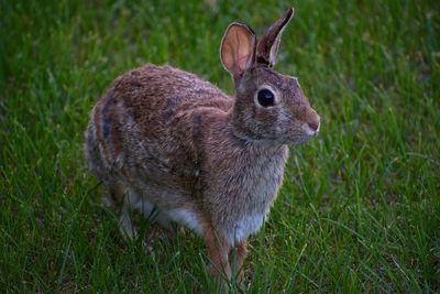 Close-up of an animal on land