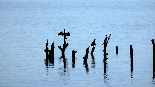 Silhouette birds on wooden post in sea