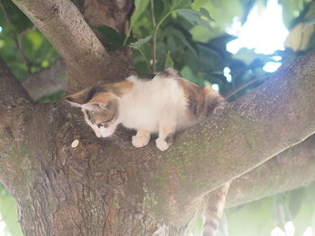 Cat sitting on tree trunk