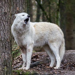 Animal standing on field