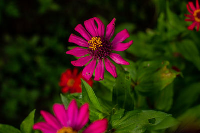 Close-up of pink flower