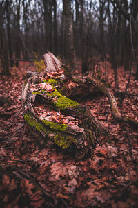 Autumn leaves on tree trunk in forest