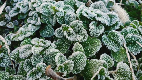 Close-up of succulent plant