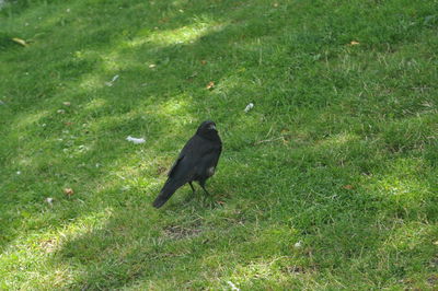 Bird perching on a field