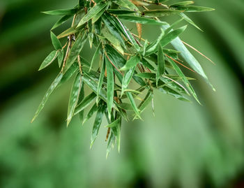 Close-up of fresh green plant