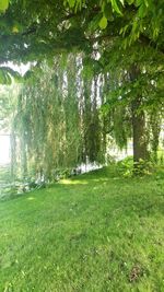 Trees on riverbank