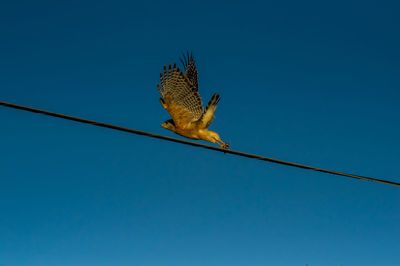 Low angle view of bird perching on cable against clear blue sky