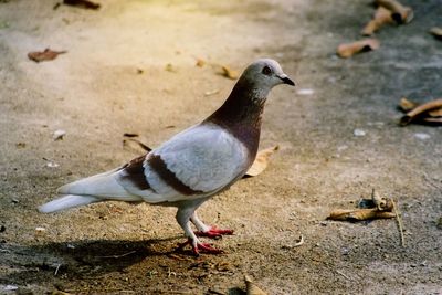 Close-up of pigeon on field