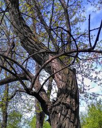Low angle view of trees in forest against sky