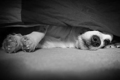 Close-up of a sleeping dog