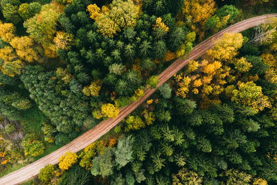 High angle view of yellow flowering trees in forest