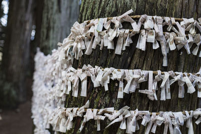 Close-up of snow on tree trunk