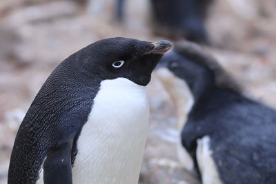 Close-up of penguin 