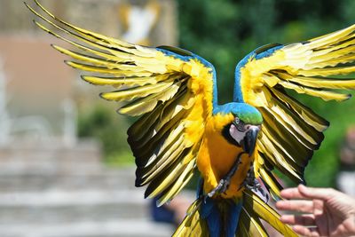 Cropped hand of woman reaching towards gold and blue macaw
