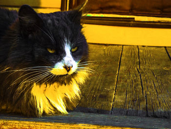 Close-up portrait of cat on wood