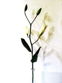 Close-up of plant against white background