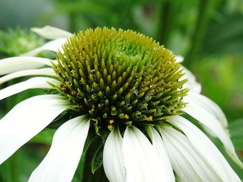 Close-up of white flowering plant