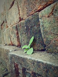 Close-up of plant growing outdoors