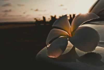 Close-up of frangipani blooming against sky during sunset