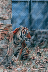 Tiger in a zoo