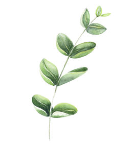 Close-up of leaves against white background