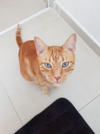 High angle view portrait of cat lying on floor