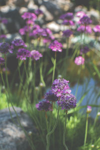 Close-up of purple flowering plants