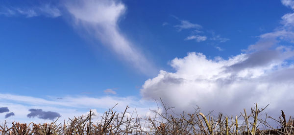 Low angle view of trees against blue sky