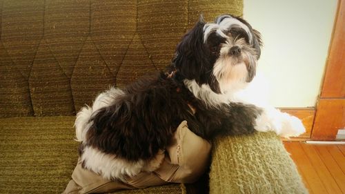 Dog sticking out tongue