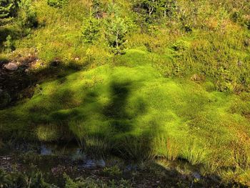 Scenic view of forest