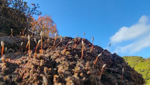 Low angle view of trees against sky