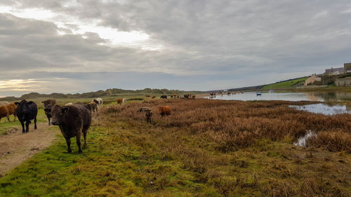 Horses in a field