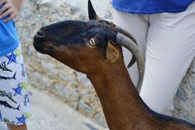 Close-up of goat