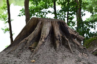 Low angle view of tree trunk