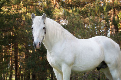 Horse standing in forest