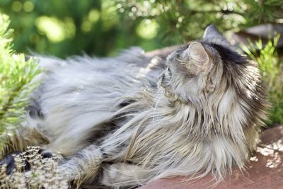 Close-up of dog outdoors