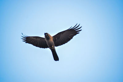 Low angle view of bird flying in sky