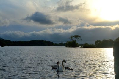 Ducks swimming in lake