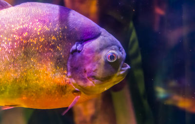 Close-up of fish swimming in aquarium