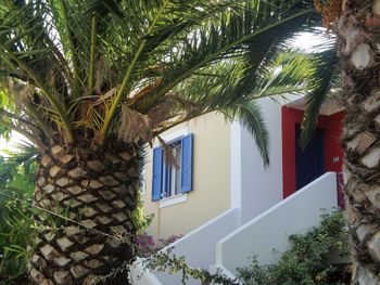 Palm tree by building