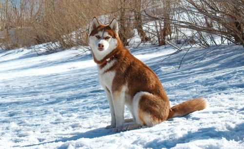 View of a dog on snow covered land