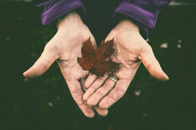 Cropped hand holding autumn maple leaf