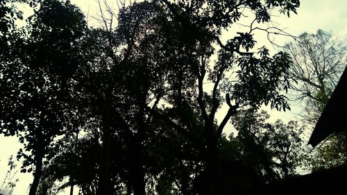 Low angle view of trees against sky